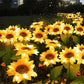 🌻50 % RABATT! ☀️ Wasserdichte Sonnenblumen-Solarleuchten – Realistische Blütenblätter, Schutzart IP65 und automatische Einschaltung nach 8 bis 12 Stunden ☀️🌻