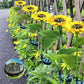 🌻50 % RABATT! ☀️ Wasserdichte Sonnenblumen-Solarleuchten – Realistische Blütenblätter, Schutzart IP65 und automatische Einschaltung nach 8 bis 12 Stunden ☀️🌻