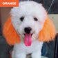 Teinture non toxique pour poils d'animaux