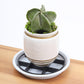 🌱🛒 -50% ! 🏡Rehausseur de Pot Économiseur de Racines – Élève les jardinières, favorise la circulation d'air, garde les sols propres – pour usage intérieur & extérieur. 🔥🌿