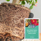 Engrais organique à libération lente en bâton pour plantes d'intérieur